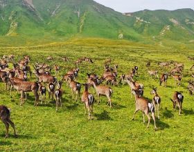 甘肅肅南：祁連山下 呦呦鹿鳴