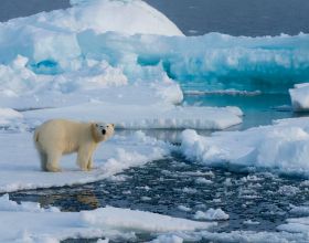 因冰層減少，北極熊不得不近親繁殖