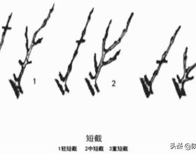 憶當年，港姐翁嘉穗與李明慧的愛情爭奪戰