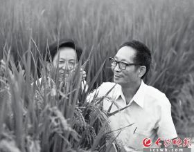 長沙2米高的“巨型稻”快熟了！袁爺爺，您的禾下乘涼夢成真了