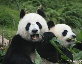 大熊貓繁殖有多難？300餘隻雄性熊貓，僅有12只是“真男人”