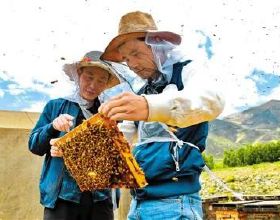 假蜂蜜有多離譜？蜂農多年經驗，讓大家見識一下蜂蜜是如何造假的