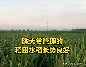 江蘇農民陳大爺1人管理1400多畝稻田，快看看他是怎麼做到的？