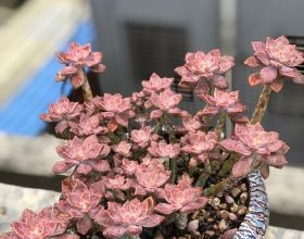 本屆全明星三分大賽與扣籃大賽，你還期待麼？