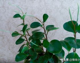 「人性漫畫」疫情那麼多年，你還會敢吃野生動物嗎