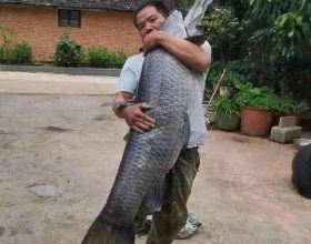 安徽一男子釣上“青魚王”，差不多和人一樣高，用了幾百斤的窩料