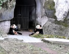 權威快報丨習近平同俄羅斯總統普京會談