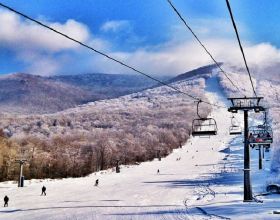 拖鞋蘭又稱兜蘭