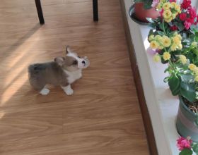 逛吃貴州丨茨菇有“格”，不僅因其味美而香，更源於曾救饑民於荒年之“慈”