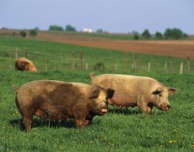 波蘭疫情持續蔓延，又新增四例非洲豬瘟？