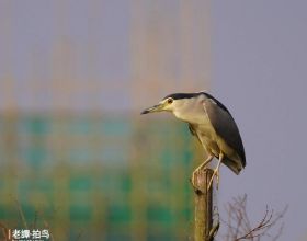 李健音樂會開演時間推遲至17:00，最美落日時分與你相遇