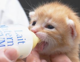 健康科普堂 | 脂肪血可以獻血嗎？