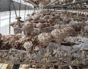 香菇之都“香菇王”——探訪河南省盧氏縣香菇產業創新引領人葉傳林