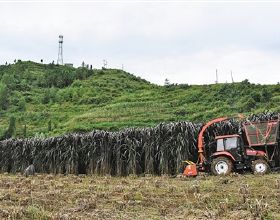 宣威東山種植紅象草 帶動肉牛養殖