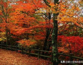 中國最美的10個紅葉景區，每一個都美到極致，你去過幾個？