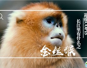 迎接COP15，保護生物多樣性丨長江裡有什麼之“猴中美人”金絲猴