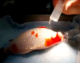一條12歲金魚接受眼科手術，最大的難點不在於開刀，而是怎麼麻醉
