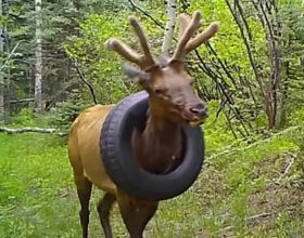 脖子上掛輪胎生存兩年！一頭麋鹿被拯救，為何麋鹿掙脫不了輪胎？