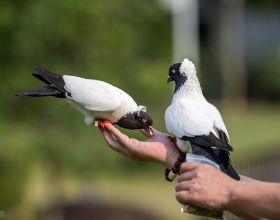 國內鴿子品種眾多，9大品種你知道幾個？