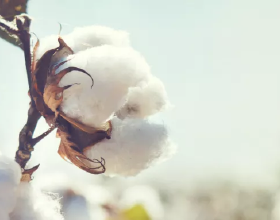 對今年新季棉花搶收現象的幾點思考