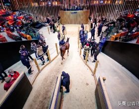 法國賽馬：阿卡娜十月週歲馬拍賣會拍品名錄公佈