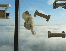 “貓咪住進60層頂樓”被刷爆，網友：救命！美瘋了