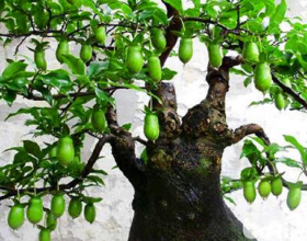 廣東值得去的5A景區，自然風光旖旎，有“嶺南第一山”之稱