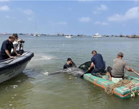 500斤偽虎鯨在江蘇連雲港擱淺！頭部傷痕明顯，什麼是偽虎鯨？