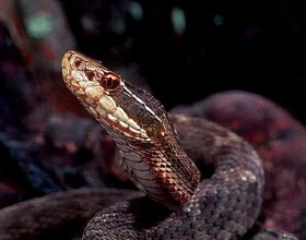 短尾蝮：中國十大毒蛇之一，平平無奇的“土蛇”，咬傷率卻是最高