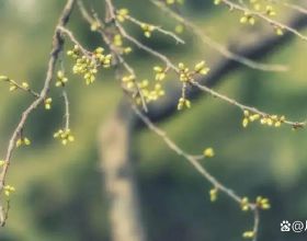 綠地控股：選舉張玉良為董事長