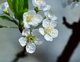 名記：籃網將會裁掉傑旺-卡特 為德拉季奇騰位置