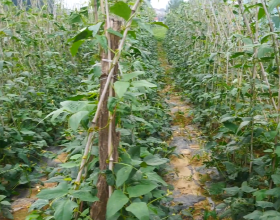 快手「自制」體育IP：原因、思路與價值