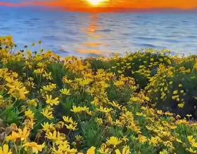 高瓴13F披露：清倉阿里巴巴 對造車三兄弟看法分化