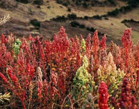奇妙反轉的多格漫畫，讓人猜得到開頭，結尾出人意料