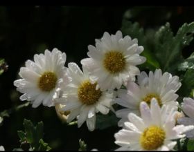 羅馬諾：丹朱馬合同解約條款今夏生效，解約金為7500萬歐元
