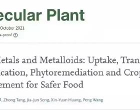 關於植物吸收有害金屬的機制及透過作物改良提升農產品安全研究
