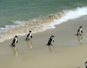 63只企鵝在棲地“集體暴斃”身上無外傷 附近滿地海角蜜蜂