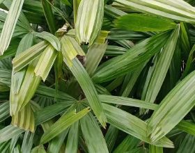 老媽童年的零食“火棘果”，稱為“袖珍蘋果”，助消化肚子餓得快