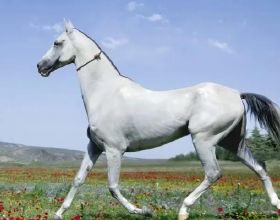 阿拉伯馬是世界上最昂貴的馬