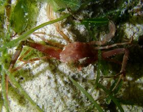 在家用蛇皮袋種紅薯，方法省事又省地方，5個月後能收穫一大袋