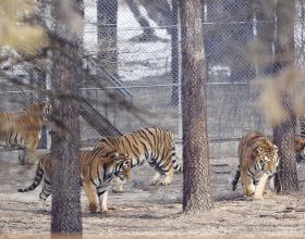 演員李嘉欣突發心臟問題，麥迪森健康提醒：冬季更要注意&OpenCurlyDoubleQuote;護心&rdquo;