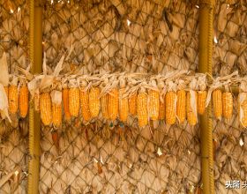 玉米均價探底1.3元/斤是為何？後期會漲嗎？