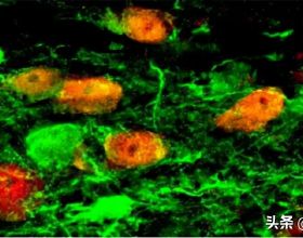 嚴格的譜系追蹤是神經細胞再生研究的關鍵