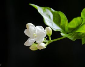 開白色花怎麼了，照樣仙氣十足