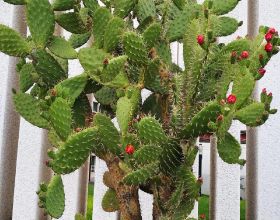 紅軍時期就是師政委，革命十幾年後卻成團長，大授銜難倒羅榮桓