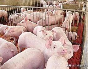 深度剖析中國養豬業現狀，全面解讀豬肉價高的原因
