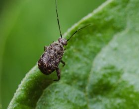 中華微刺盲蝽——有廣闊應用前景的昆蟲