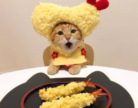 日本一鏟屎官把貓咪打扮成食物！網友：太可愛了！忍不住想吃掉