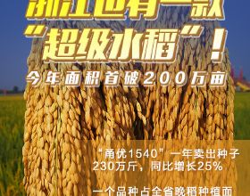 厲害了！浙江“頭號”稻穀良種推廣面積破200萬畝