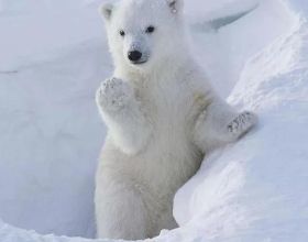 十萬個為什麼？北極熊為什麼不怕冷？